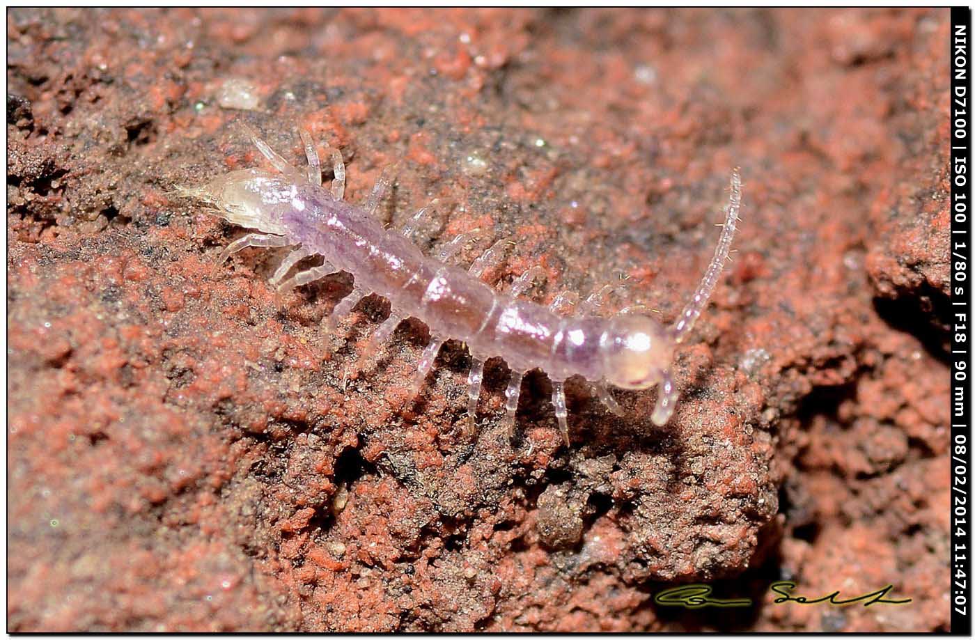 Lithobiidae? Lithobius cfr microporus